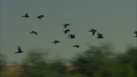 Galahs Flock wheeling Stock Footage 132108375
