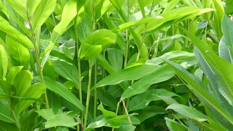 Galanga tree camera pan Stock Footage 78611217
