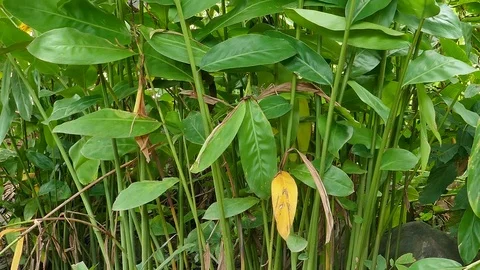Galanga tree camera pan Stock Footage 81499224