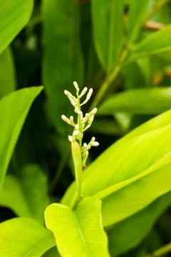 Galangal bloom. Stock-Fotos