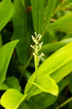 Galangal bloom. Stock Photos