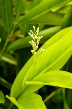Galangal bloom. Stock-Fotos