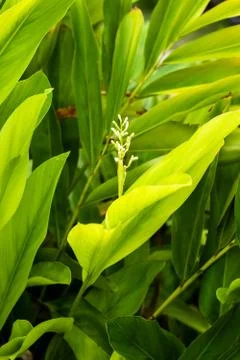 Galangal bloom. Stock Photos