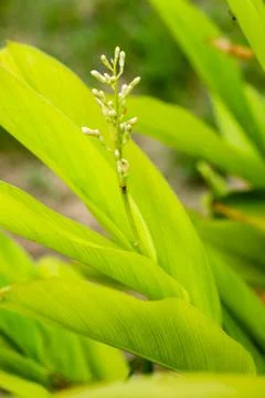 Galangal bloom. Stock Photos