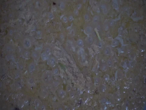  galangal in close up shot.  Stock Footage 112605049