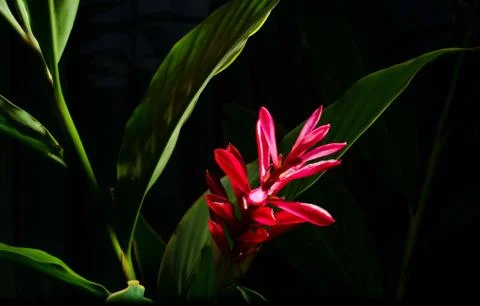 Galangal Flower Stock Photos