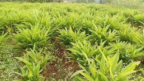 Galangal Stock Footage 242013481