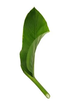 Galangal leaf Stock Photos