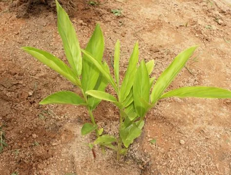 Galangal Stock Photos