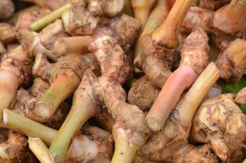 Galangal Stock Photos