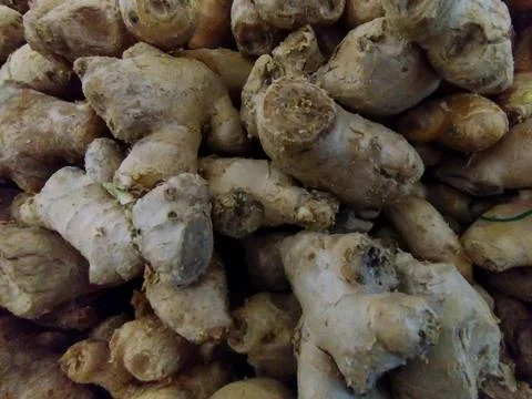 Galangal Stock Photos