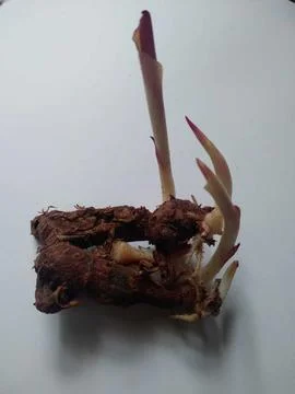 Galangal Stock Photos