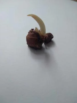 Galangal Stock Photos