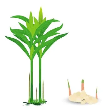 Galangal plant vector design Stock Illustration