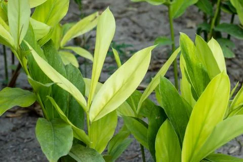 Galangal Sapling Stock Photos