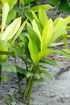 Galangal Sapling Stock Photos