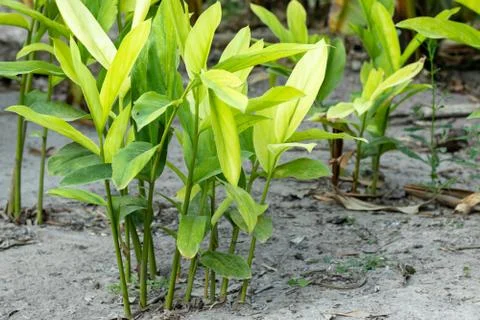 Galangal Sapling Fotos Stock