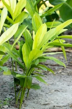 Galangal Sapling Stock Photos