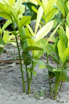 Galangal Sapling Stock Photos