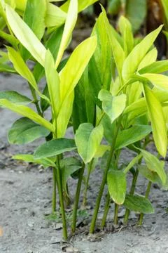 Galangal Sapling Stock Photos