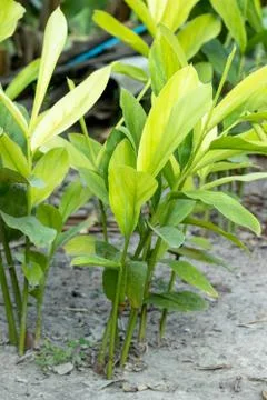 Galangal Sapling Fotos Stock