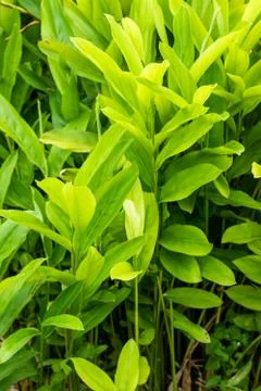 Galangal Sapling. Stock-Fotos