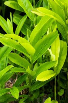 Galangal Sapling. Stock Photos