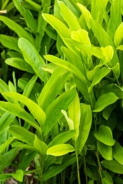 Galangal Sapling. Stock Photos