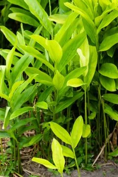 Galangal Sapling. Stock Photos