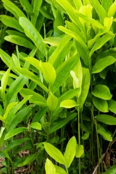 Galangal Sapling. Fotos Stock
