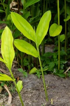 Galangal Sapling. Stock Photos