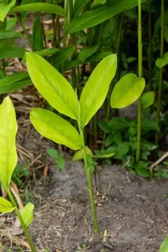 Galangal Sapling. Stock Photos
