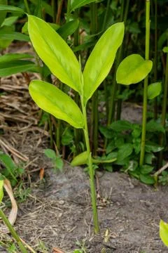 Galangal Sapling. Stock Photos