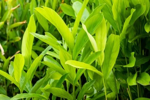 Galangal Sapling. Fotos Stock