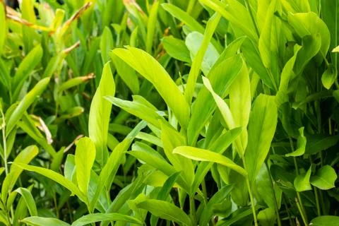 Galangal Sapling. Stock Photos