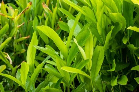 Galangal Sapling. Stock Photos