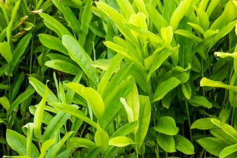 Galangal Sapling. Fotos Stock