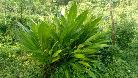 Galangal tree Stock Photos