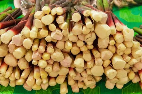 Galangal trees1 Foto stock