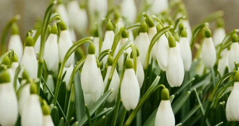 Galanthus flowers close-up Stock Footage 151648208