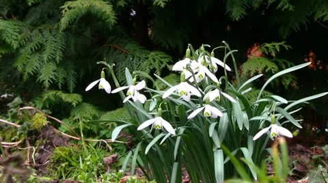 Galanthus Видео 22967997