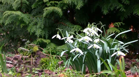 Galanthus Видео 22968250