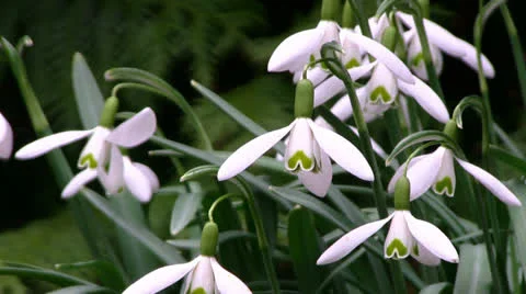 Galanthus Видео 22968411