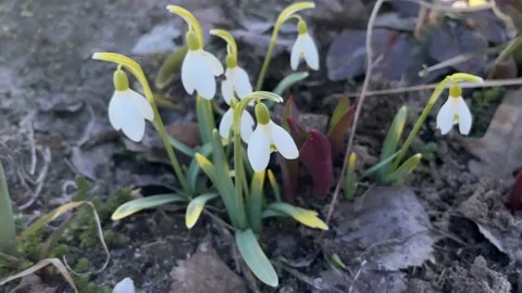 Galanthus Stock Footage 179114146