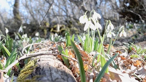Galanthus in the forest Stock Footage 126289717