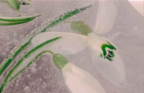 Galanthus in ice Stock Photos