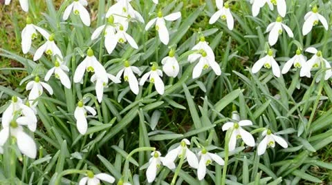 Galanthus nivalis in spring Stock Footage 12272282