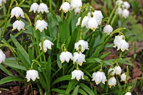 Galanthus Stock Photos