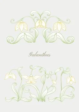 Galanthus, snowdrop, nivalis. Set of elements for design Stock Illustration