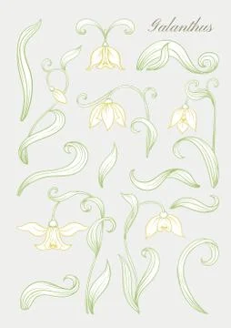 Galanthus, snowdrop, nivalis. Set of elements for design Stock Illustration